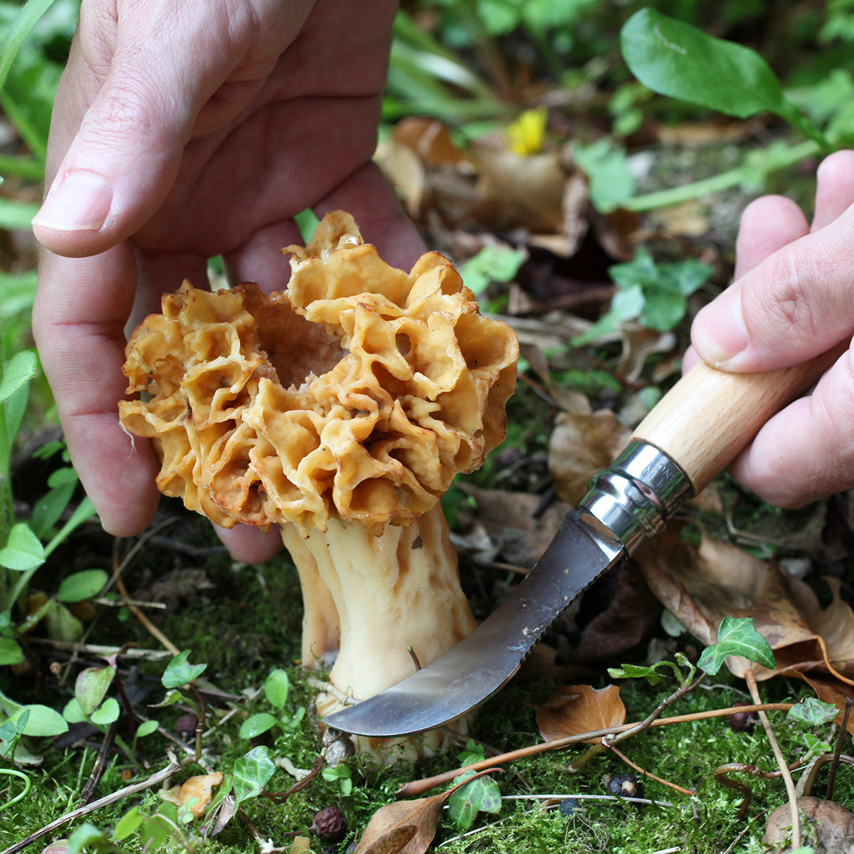 No. 8 Beech Wood Mushroom Knife